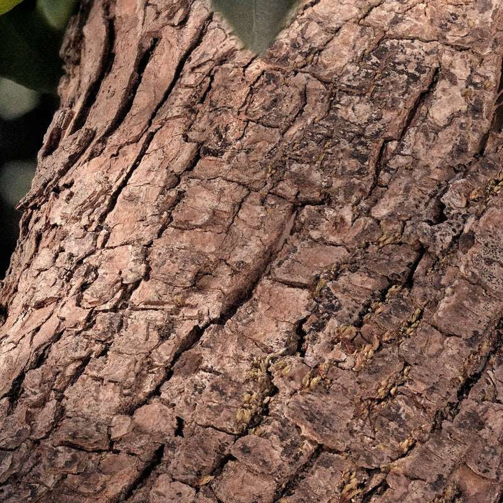 Chloé Rose Naturelle Intense - Eau de Parfum