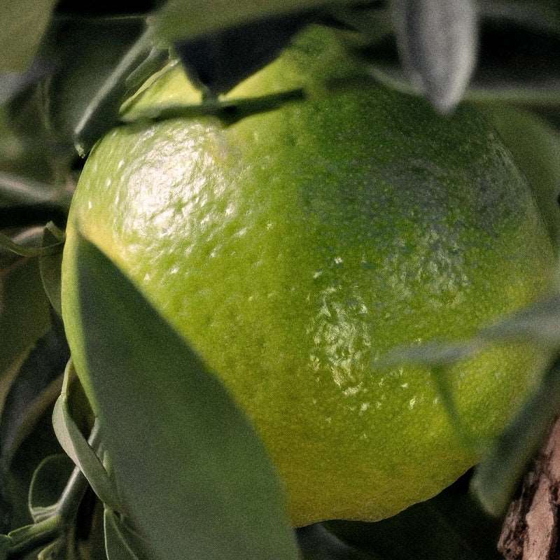 Chloé Rose Naturelle Intense - Eau de Parfum