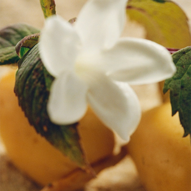 Nomad Jasmine Naturel Intense - Eau de Parfum