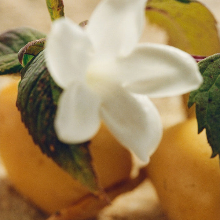 Nomad Jasmine Naturel Intense - Eau de Parfum