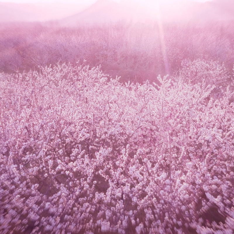 Dream Dusk - Eau de Parfum