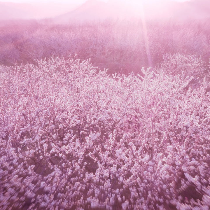 Dream Dusk - Eau de Parfum